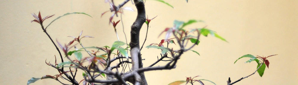 Ultimate Computer (NZ) Ltd